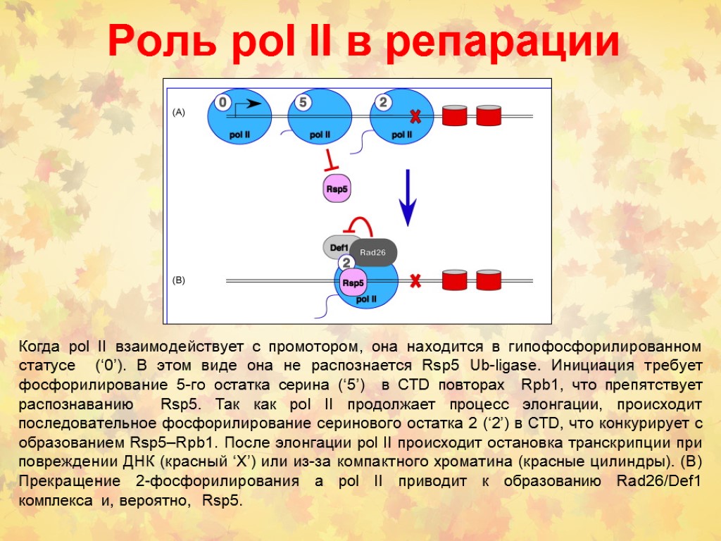 Роль pol lI в репарации Когда pol II взаимодействует с промотором, она находится в